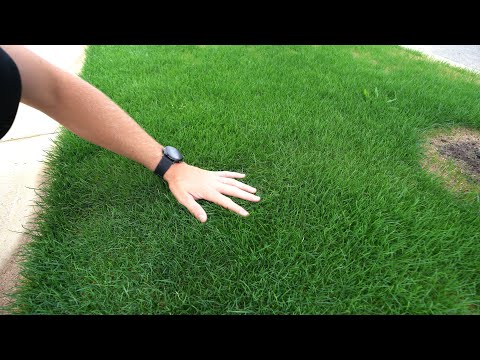 Did The Lawn Renovation Fix My Lawn? // Day 13 Seed Update