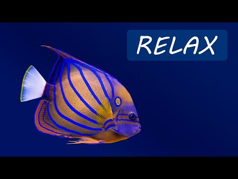 Relaxing Music and Underwater Scenes 🔴 24/7 Calming Music